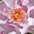 Różowy  - Róże rabatowe floribunda - Odyssey
